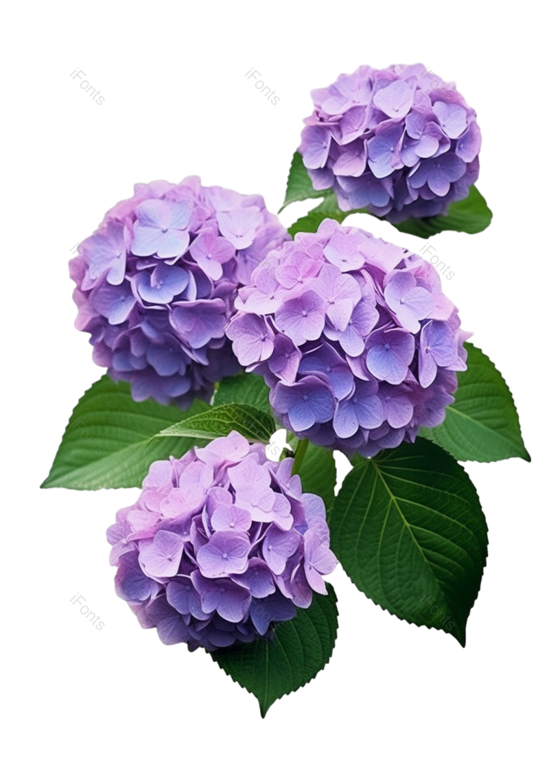 叶子图片,清新元素,夏天PNG,插画免抠素材